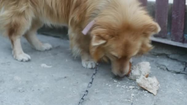 Ein Gewöhnlicher Hungriger Hund Der Eine Kette Gebunden Ist Frisst — Stockvideo