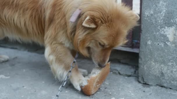 Normaler Hund Kette Gefesselt Frisst Brot — Stockvideo