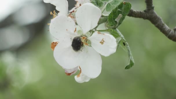 在盛开的苹果花中央的一种害虫甲虫 — 图库视频影像