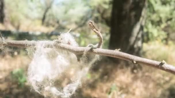 Timelapse Sheep Wool Branch Forest — Stok video