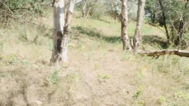 Ormanda devrilmiş bir ağaçla yaz çayırı..