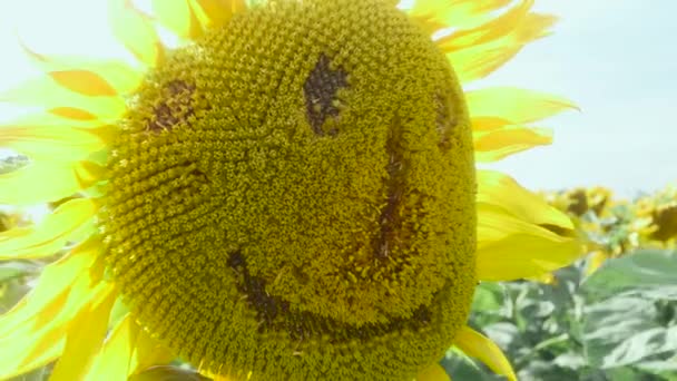Sunflower Field Features Human Smiling Face Side View — 图库视频影像