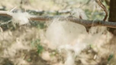 Koyun yünü rüzgarla savruldu açık bir alanda.