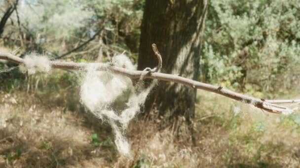 Sheep Wool Swayed Wind Branch Summer Forest — Stockvideo