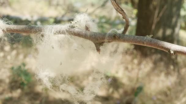 Sheep Wool Swayed Wind Branch Forest Close — Vídeo de Stock