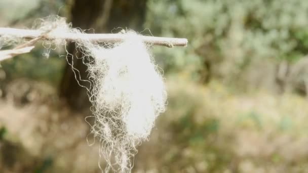 Sheep Wool Swayed Wind Clearing Blurred Background — Vídeo de Stock