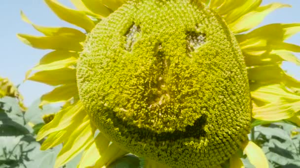Swaying Sunflower Field Features Human Smiling Face Close — Stock video