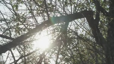 timelapse of the sun passing through the branches of a tree