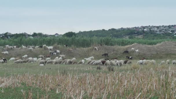 Herd Sheep Goats Graze Backdrop Town Lake Reeds — Stock video