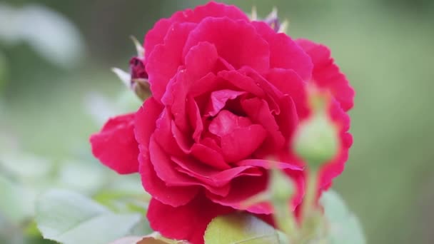 Red Rose Close Swayed Wind Blurred Background — Video Stock