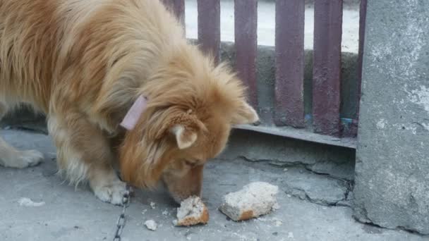 Domestic Dog Tied Chain Eats Piece Bread — Stockvideo