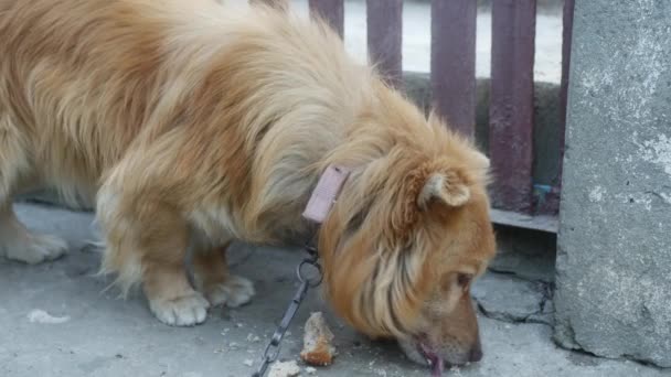 Domestic Dog Tied Chain Eats Piece Bread Close — Stockvideo