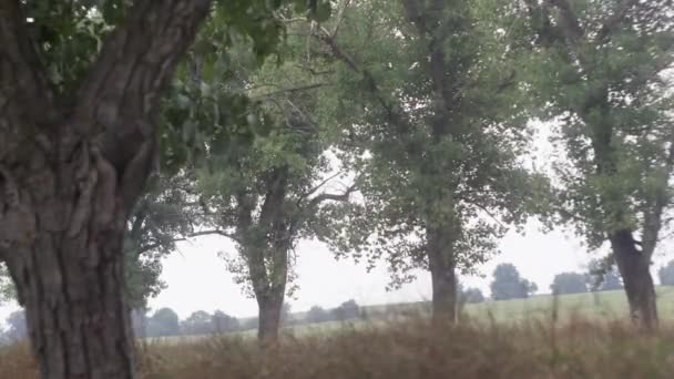 Time Lapse Movement Vehicles Background Trees Fields — Stockvideo