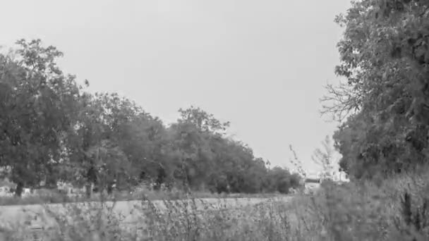 Time Lapse Vehicular Traffic Walnut Trees Edge Road Black White — Αρχείο Βίντεο