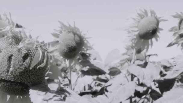 Sunflower Field Features Human Sad Face Next Sunflower Features Human — ストック動画