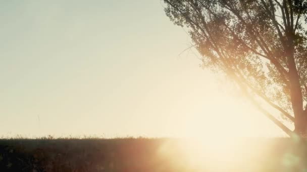 Time Lapse Sunset Road Tree — Stockvideo