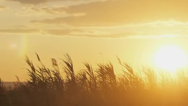 Time Lapse Sunset Wind Swept Lake Reeds — Wideo stockowe