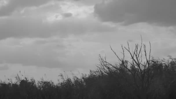 Timelapse Movement Clouds Lake Reeds Dry Tree Black White — Stockvideo