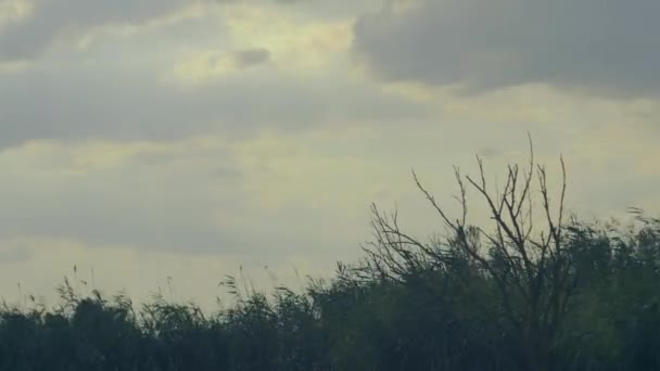 Timelapse Movement Clouds Lake Reeds Dry Tree — Stockvideo
