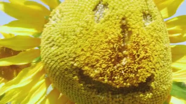 Sunflower Features Human Smiling Face Next Sunflower Features Human Sad — 图库视频影像