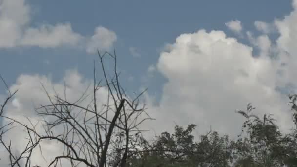 Time Lapse Clouds Flying Tree Branches Sky — Stok Video