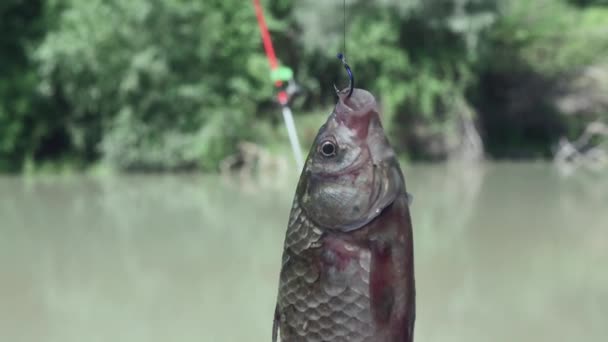 Crucian Fish Twitches Fishing Hook Close Backdrop Nature — Stock Video