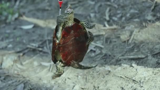 European Bog Turtle Caught Fishing Hook — 비디오