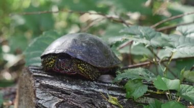  a turtle with a bloodied muzzle on a lying stump in a summer forest.