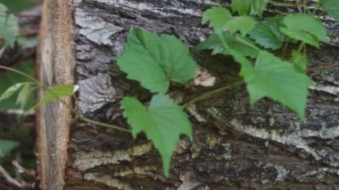 a turtle with a bloody muzzle jumps off a stump.