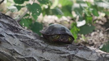 marsh turtle on a lying tree in the forest.