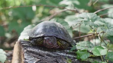 marsh turtle with a bloodied muzzle on a stump in a clearing.