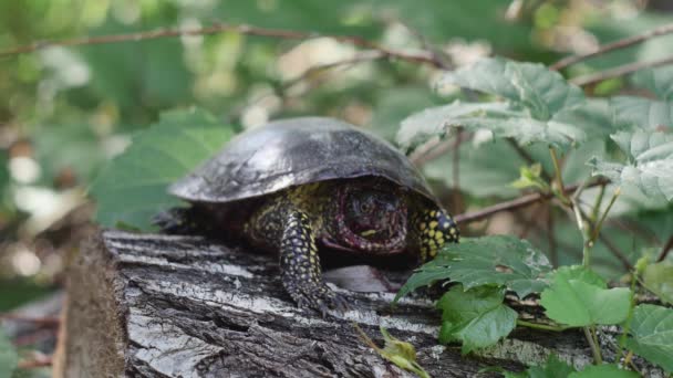 Marsh Turtle Bloodied Muzzle Lying Stump Summer Forest — Wideo stockowe