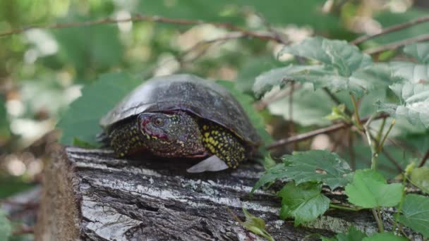 Marsh Turtle Bloodied Muzzle Lying Stump – Stock-video