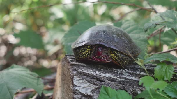 European Bog Turtle Bloodied Muzzle Lying Tree — Vídeo de Stock