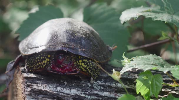 European Marsh Turtle Bloody Muzzle Lying Tree Close — Vídeos de Stock