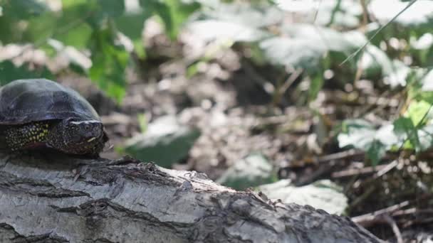 Болотная Черепаха Лежащем Дереве Поляне — стоковое видео