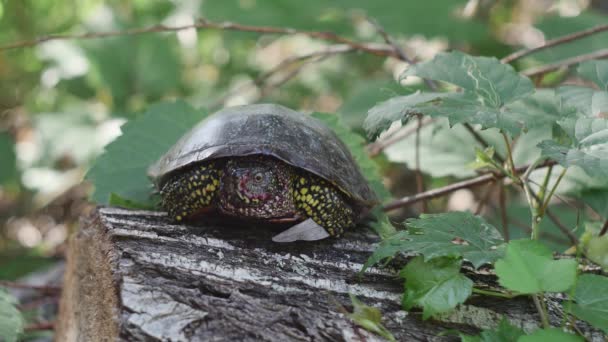 Marsh Turtle Bloodied Muzzle Lying Tree — Videoclip de stoc