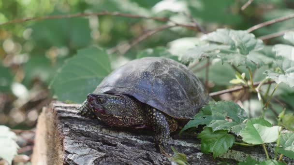 Marsh Turtle Bloodied Muzzle Stump Nature — Wideo stockowe