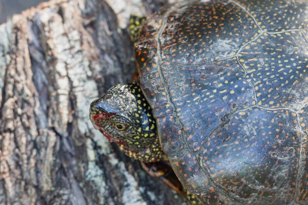 Marsh turtle with a bloodied muzzle on a lying stump, top view.