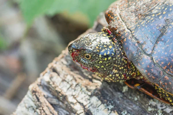 Marsh Turtle Bloodied Muzzle Lying Stump — Foto Stock