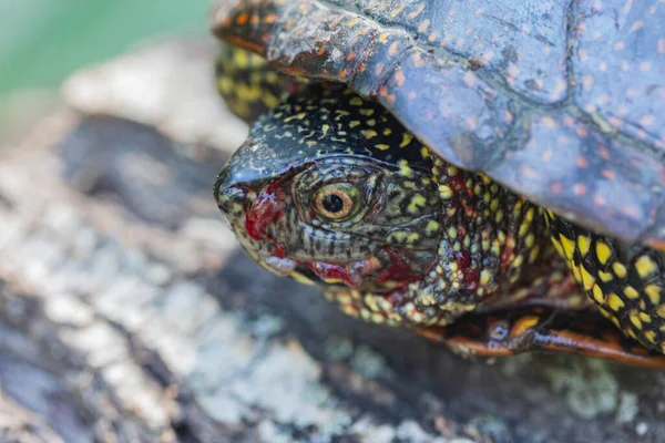 Marsh Turtle Bloodied Muzzle Lying Stump Macro — Foto Stock