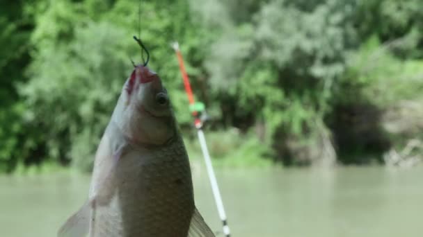 Caught Fish Hangs Fishing Hook Background River — Wideo stockowe