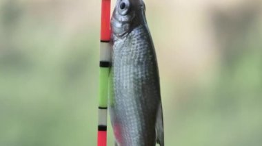  a fish hanging on a fishing hook, close-up, on a blurred background.
