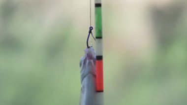  a small fish hangs on a fishing hook, close-up, on a blurred background
