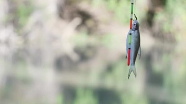  small fish caught on a fishing hook with a worm.