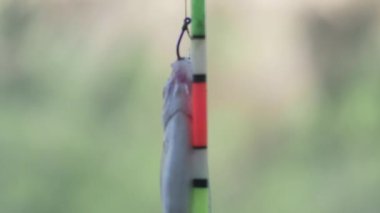 small fish hanging on a fishing hook, close-up.