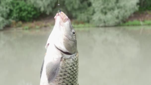 Freshly Caught Fish Hangs Fishing Hook Background Summer River — Wideo stockowe