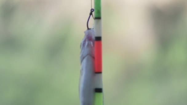 Small Fish Hanging Fishing Hook Close — Stockvideo