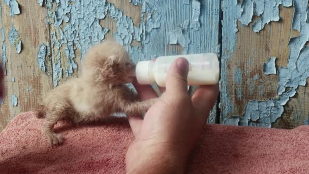 Feeding Bottle Nipple Very Small Sickly Red Kitten Left Mother — 图库视频影像