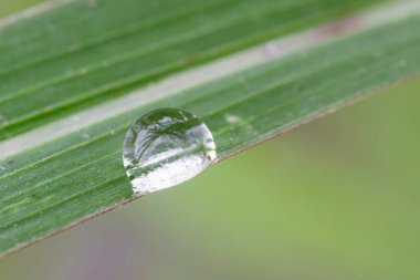  Çimlere çiy damlası düşsün, yaklaşsın.